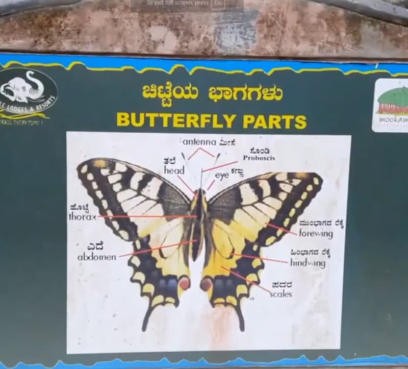 Anejhari Butterfly Camp Near Udupi